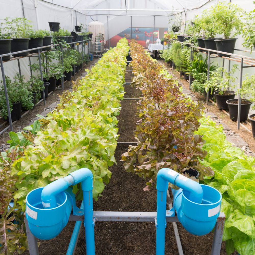 Kỹ Thuật & Công Nghệ Mới Trong Aquaponics